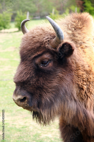 A closeup portrait of a male European bison who is a part of bison bonasus herd living wild in Milovice (CZ) nature reserve large enclosure. Bisons have been taken here from Poland in 2015 for grazing