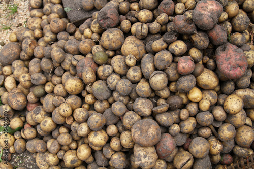 Dug ripe potatoes collected in a pile for drying.