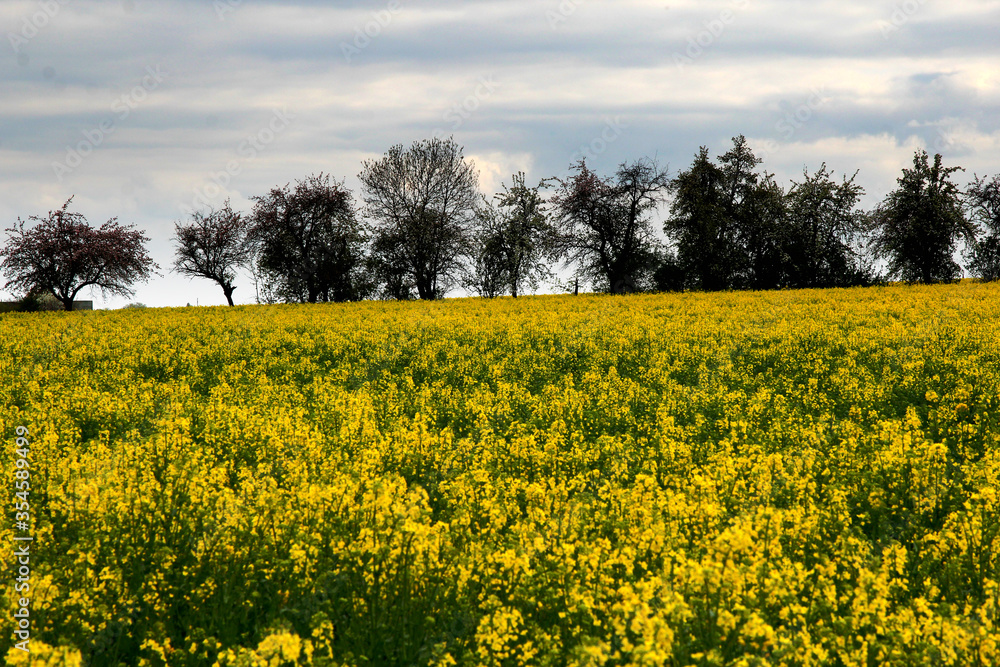 A field of a mustard yellow plant called rapeseed near the Chotuc hill in the Central Bohemian region during a sunny spring day. Line of old tree silhouettes in the background.