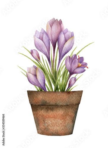 Watercolor vector card with a saffron in a ceramic pot.