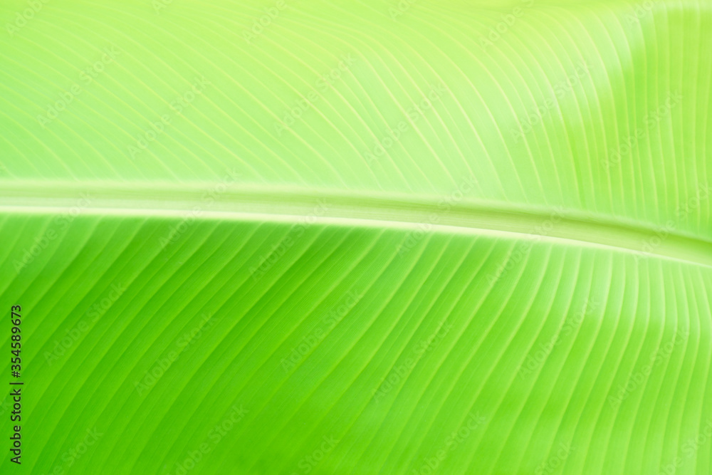 Banana leaves, the leaves of the banana tree green textured abstract Banana leaves, the leaves of the banana tree green textured abstract