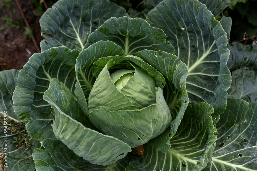 Green cabbage swing grew on a farm bed. Vegetable which includes many useful trace elements and vitamins for human health. Green cabbage swing grew on a farm bed. Vegetable which includes many useful trace elements and vitamins for human health.