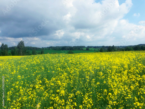 Raps field with blooming bright yellow flowers with a line of forest trees & green grass in a beautiful sunny day of spring. Yellow fields and blue sky with clouds background concept for agriculture.