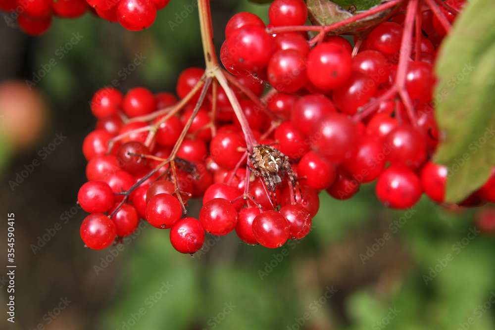Red berry viburnum and spider on a branch in the summer. Red berry viburnum and spider on a branch in the summer.