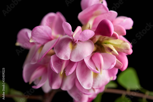 flowering branch Robinia neomexicana with pink inflorescence © nndanko