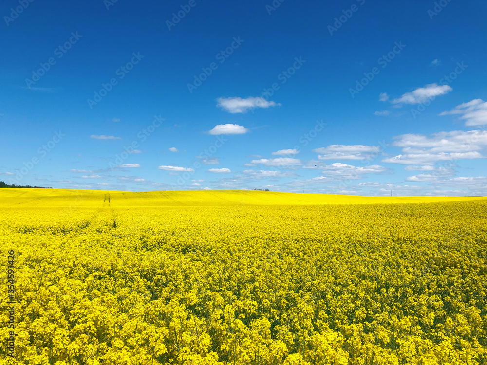Raps field with blooming yellow flowers in a beautiful sunny day of spring. Vibrant peaceful & tranquil yellow fields and cloudy blue sky background concept. Eastern European scenery in Belarus.
