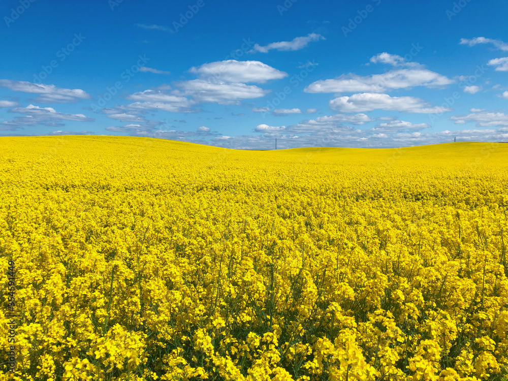 Raps field with blooming yellow flowers in a beautiful sunny day of spring. Vibrant peaceful fields & bright blue sky with small clouds background concept. Eastern European nature, Belarus.