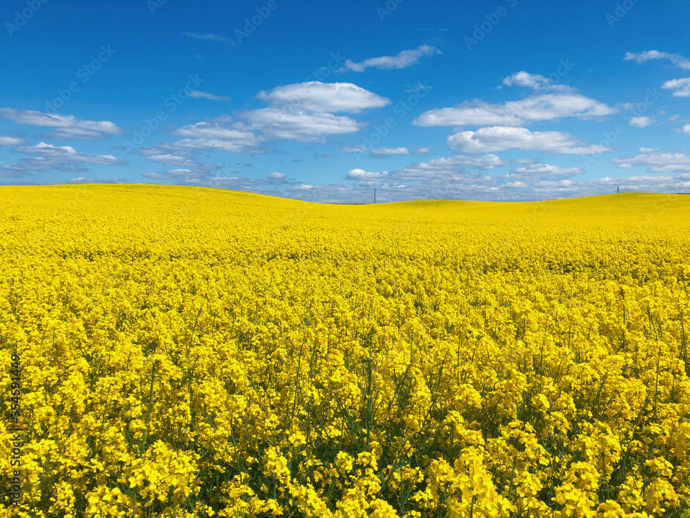 Raps field with blooming yellow flowers in a beautiful sunny day of spring. Vibrant peaceful fields & bright blue sky with small clouds background concept. Eastern European nature, Belarus. Raps field with blooming yellow flowers in a beautiful sunny day of spring. Vibrant peaceful fields & bright blue sky with small clouds background concept. Eastern European nature, Belarus.