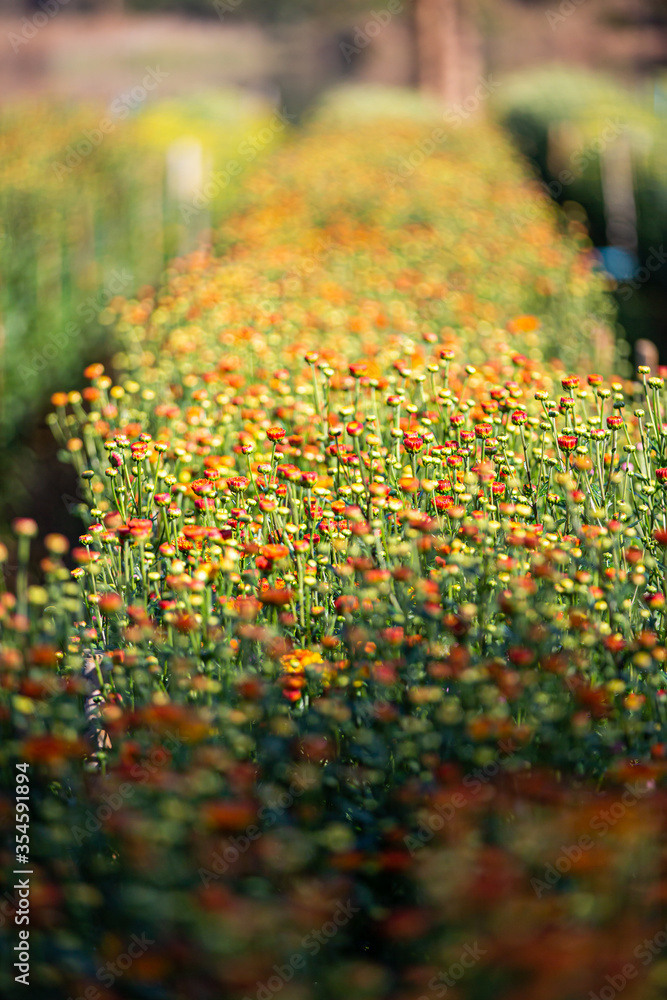 Fototapeta premium Soft and select focus beautiful flowers in the garden with day light.