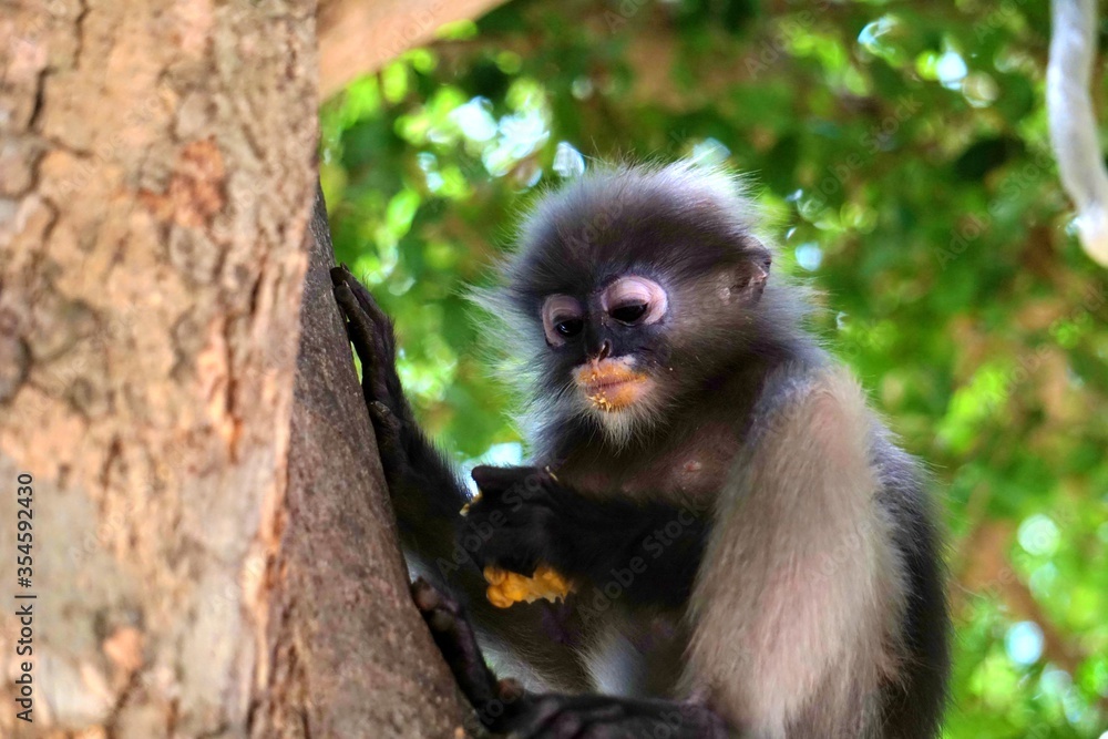 Obraz premium Close up​ Dusky leaf monkey on the tree at Khao lom muak, Prachuap Khiri Khan, Thailand. 