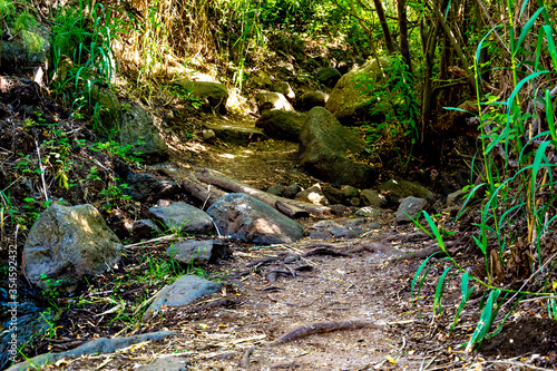 green forest in a natural setting of the canaries with a sun water channel and beautiful wild plants.