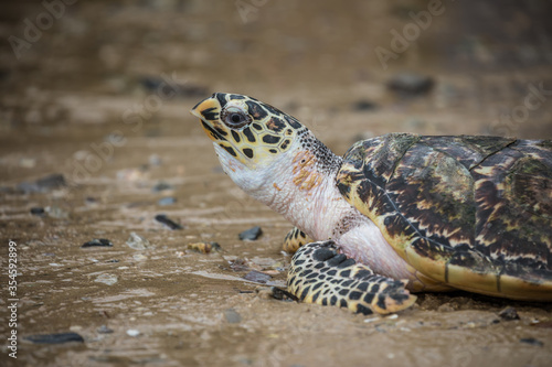 Sea turtle release on the beach, Thailand.