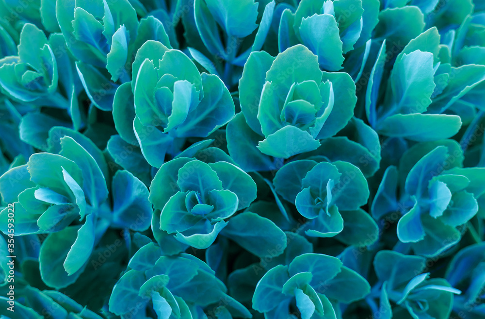 Flower stonecrop. The leaves are blue-gray in color. Background and texture.