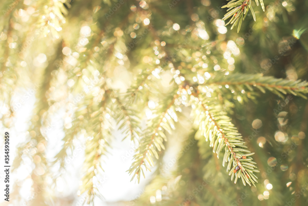 Background of spruce branches with sunlight through them Background of spruce branches with sunlight through them