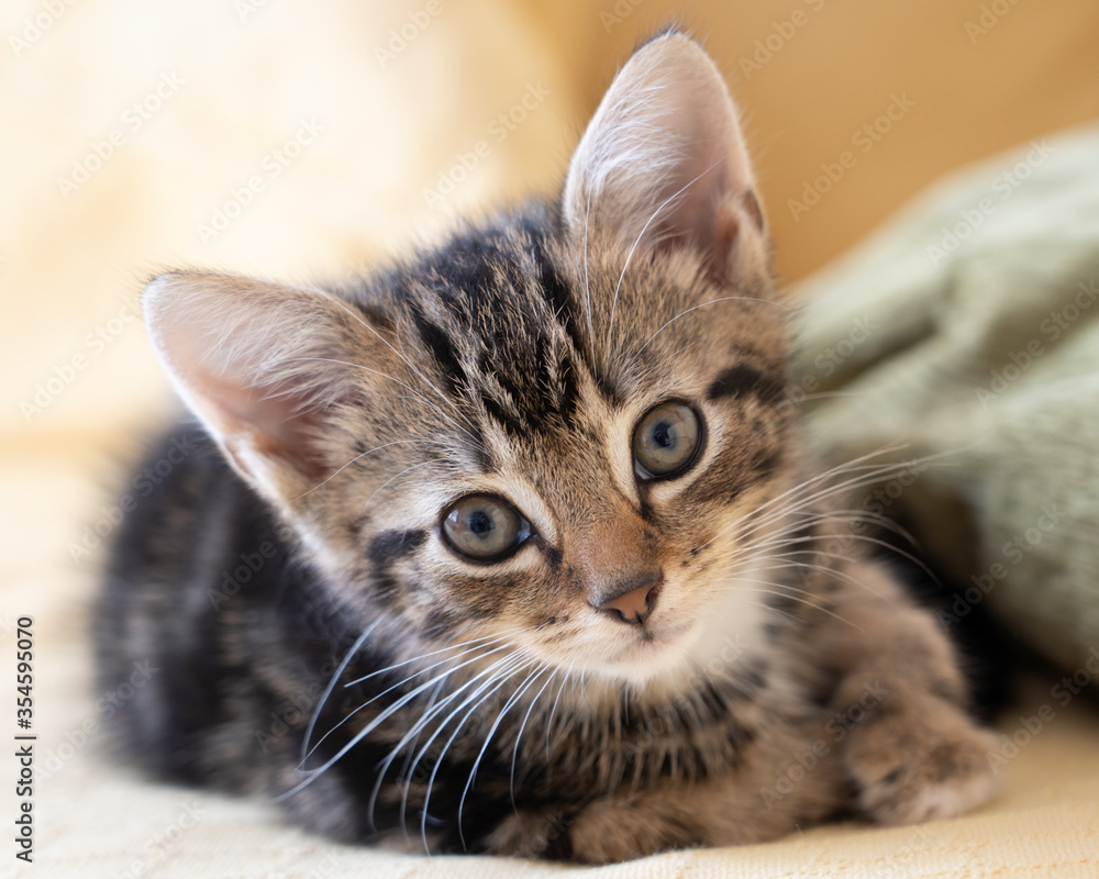 Very cute tabby kitten resting and looking to camera