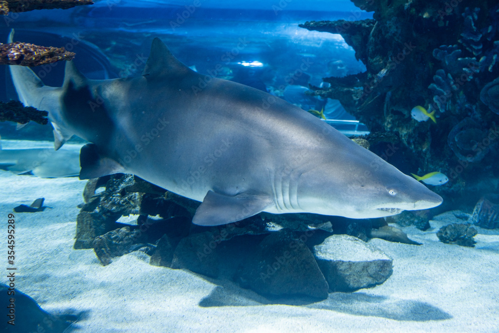 Fototapeta premium shark in aquarium