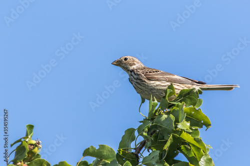 Obraz na płótnie Corn bunting (Emberiza calandra) w salonie