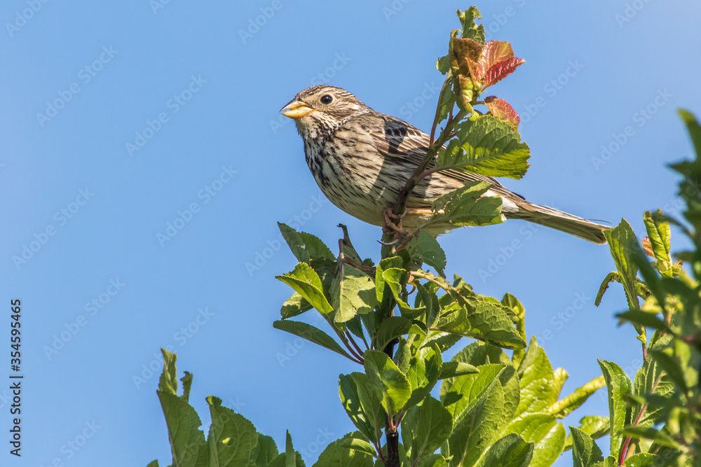 Corn bunting (Emberiza calandra)