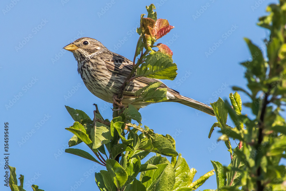 Corn bunting (Emberiza calandra)