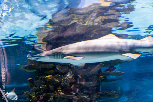 shark in the aquarium