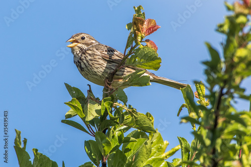 Corn bunting (Emberiza calandra)