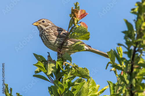 Obraz na płótnie Corn bunting (Emberiza calandra) w salonie