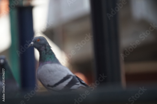 close up of a pigeon © Tej