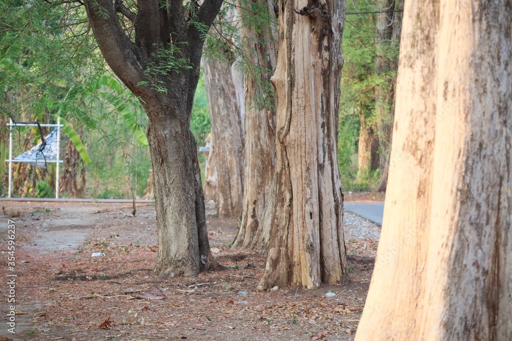 Obraz premium trees in the forest