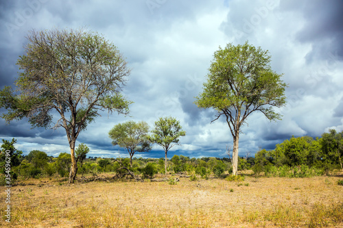 African savannah - flat bushveld photo