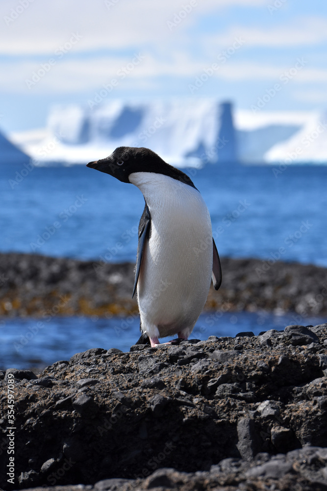 Naklejka premium Adelie penguin at Brown Bluff, Antarctica