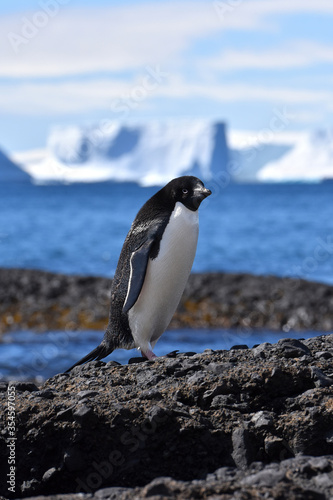 Adelie penguin at Brown Bluff  Antarctica