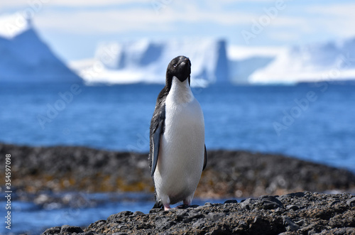 Adelie penguin at Brown Bluff  Antarctica