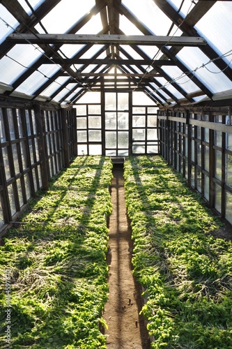 greenhouse with plants