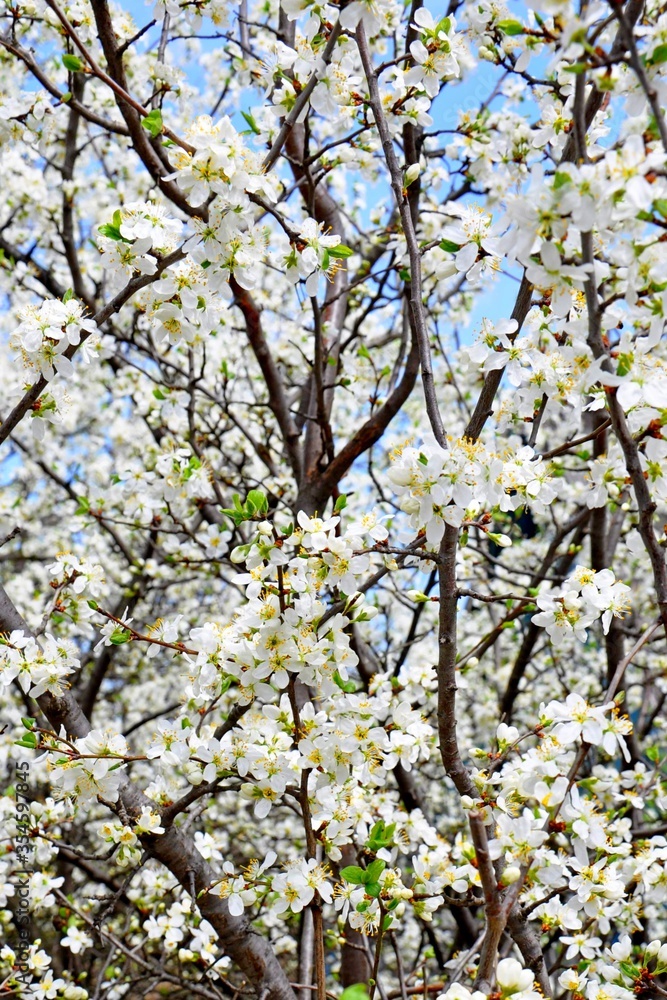 Obraz premium tree in bloom