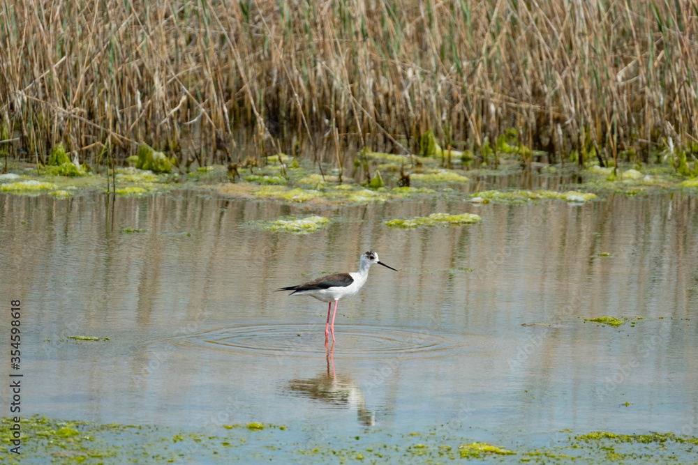 Fototapeta premium Black-winged stilt or Himantopus himantopus walk in the pond 