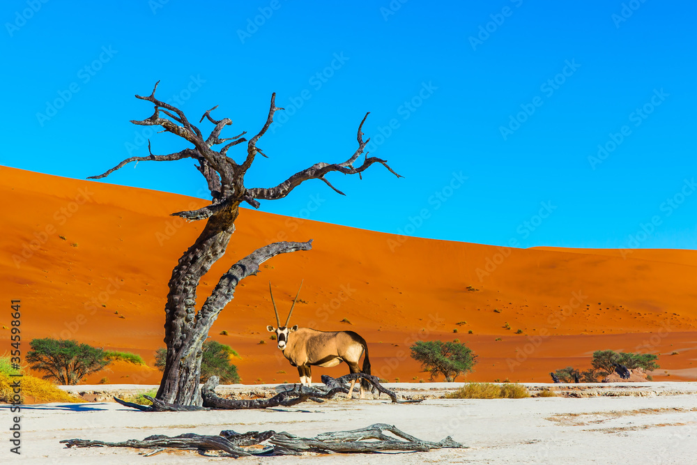 Fototapeta premium Czarno-biała twarz antylopy Oryx