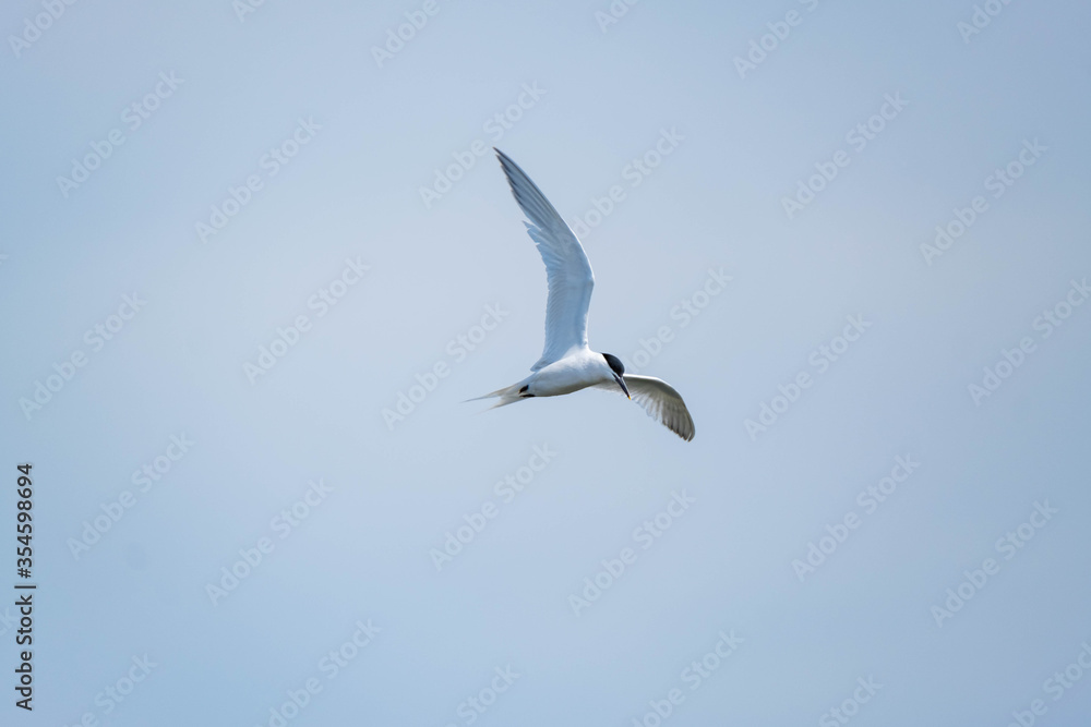 Common tern or Sterna hirundo in the sky close up Common tern or Sterna hirundo in the sky close up