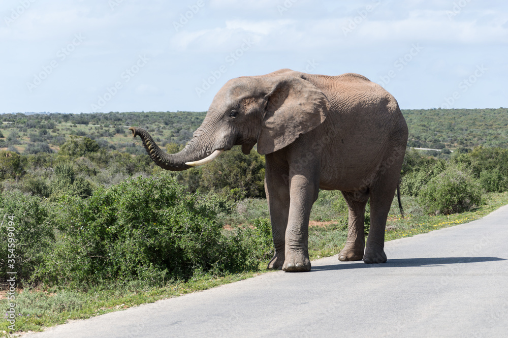 Obraz premium African Wildlife