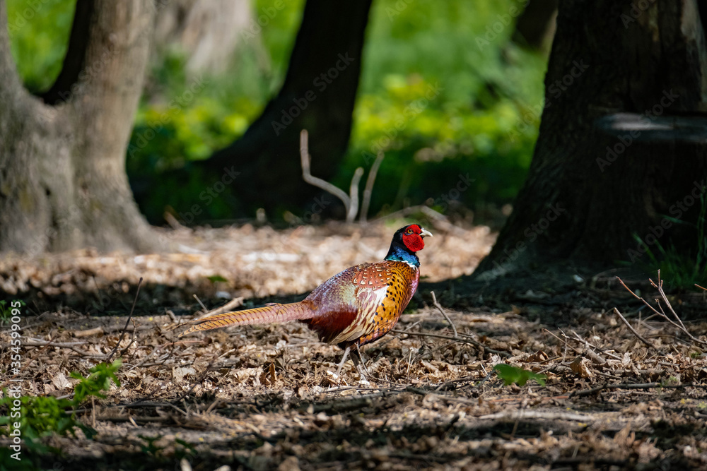 Fototapeta premium pheasant walk in the field close up