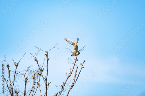 The red-footed falcon or Falco vespertinus close up wildlife picture