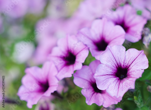 Close up Surfinia petunia. Background petunia s flowers. Blossom purple flowers.