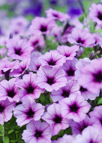 Background Surfinia hybrida petunia. Blossom Purple Flowers Background. Garden of petunia's flowers.