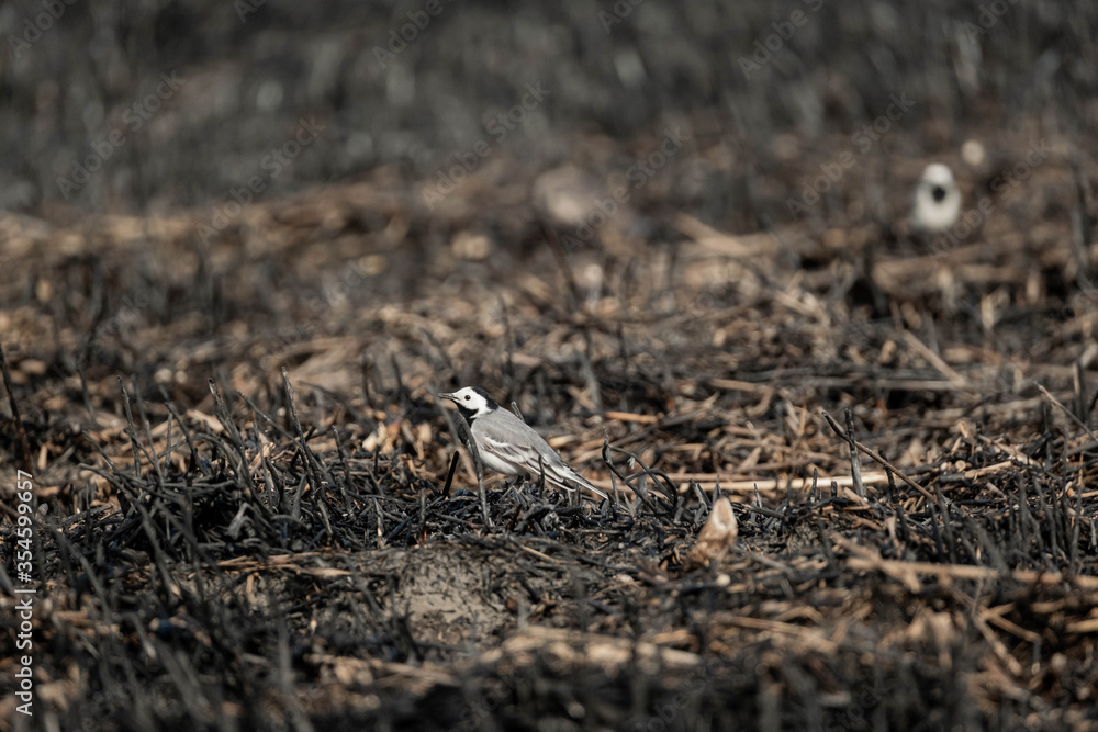 White wagtail or Motacilla alba walk alone in burned field, global warming and wildfire problems White wagtail or Motacilla alba walk alone in burned field, global warming and wildfire problems