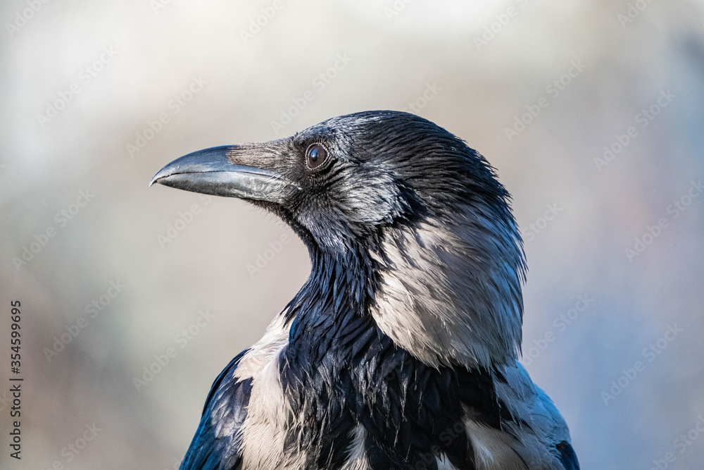 Obraz premium Hooded crow or Corvus cornix close up portrait