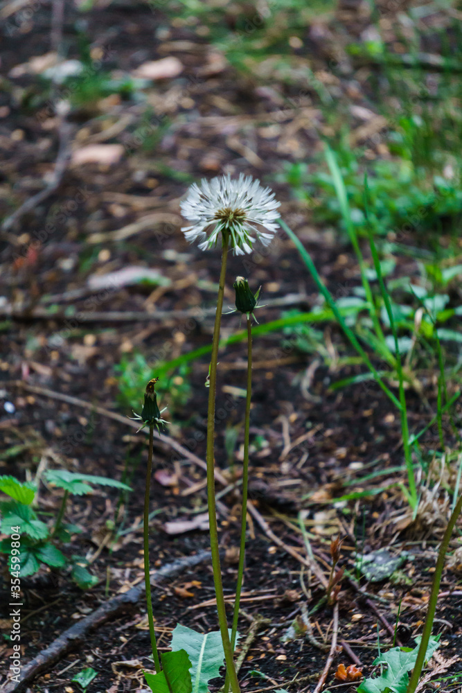 Fluffy dandelions among the grass on a green field.