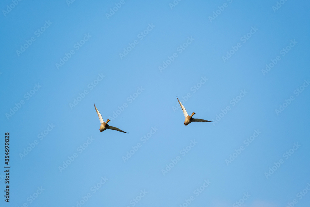 Obraz premium Close up of ducks flock in the sky