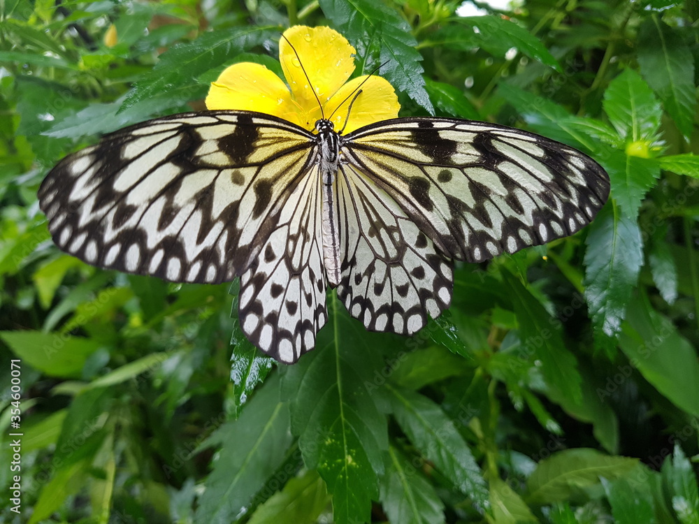 Naklejka premium Schmetterling6