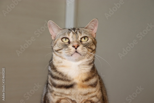 カメラ目線の美しい猫アメリカンショートヘア