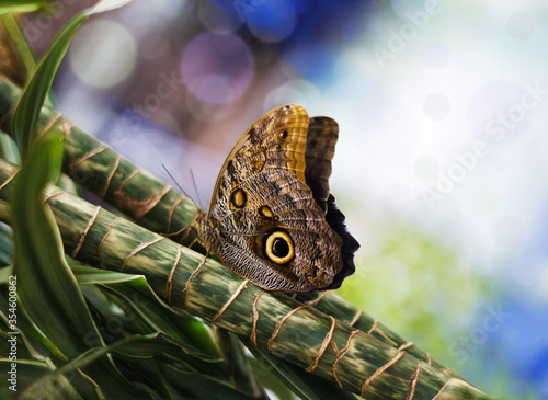 Beautiful blue morpho butterfly sitting in plants. Butterfly on background with bokeh effect