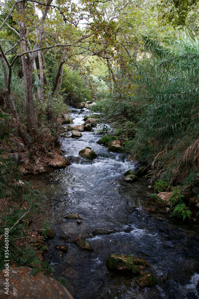 river flowing in the forest river flowing in the forest